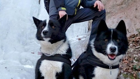 A Fai prima cucciolata “locale” di cani da orso razza Karelian – l'Adige – Quotidiano indipendente del Trentino Alto Adige