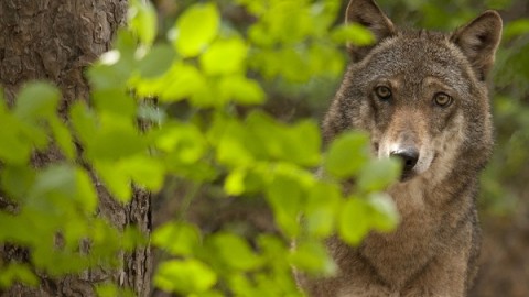 Toscana dichiara guerra ai lupi. Subito Piano lupo senza uccisioni