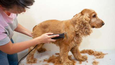 Sei tra quelli che tosano il cane? Sbagli: ecco perché – Leggo.it