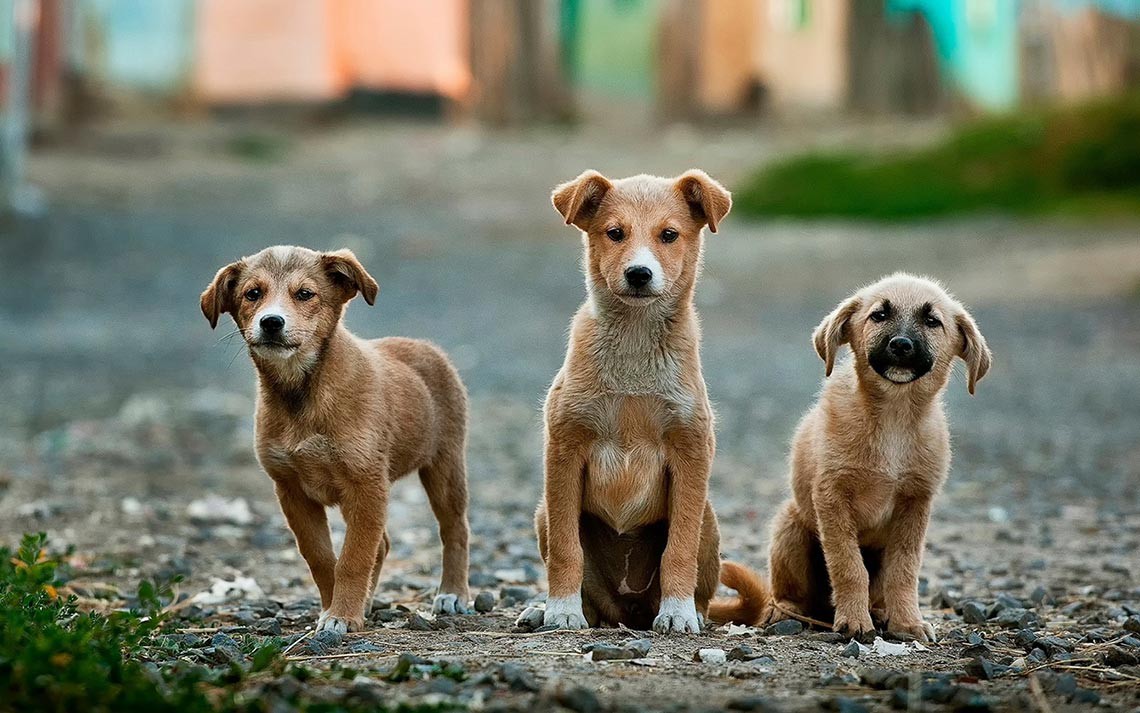 Un gruppo di cani randagi