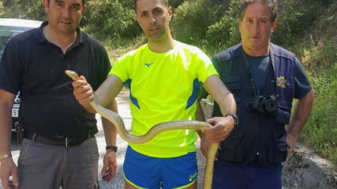 Grosso serpente Cervone salvato a San Giovanni in Fiore, il … – Quotidiano online