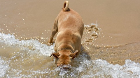 In spiaggia con il cane: si può a Casalborsetti, Lido di Classe e in … – Ravennanotizie.it