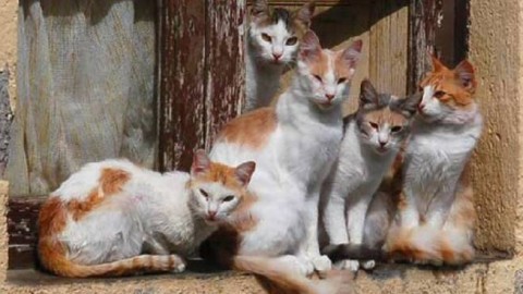 Sanremo invasa dai gatti randagi, 1 ogni 15 abitanti quasi un record … – Riviera24.it