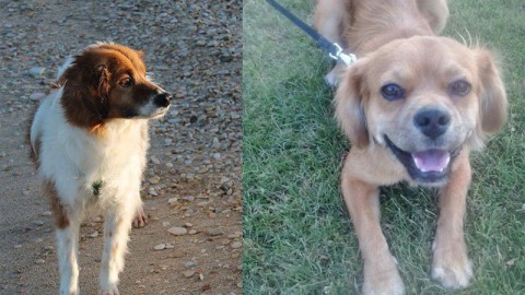 Due giorni per adottare un cane abbandonato: l'iniziativa a Senigallia – Senigallia Notizie