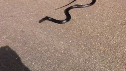 Paura in un parco di Salerno, trovato un serpente sull'asfalto – Voce di Napoli