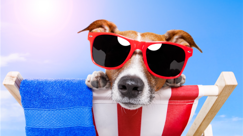 Cani in spiaggia: i consigli di Segugio.it per renderli felici – Segugio.it