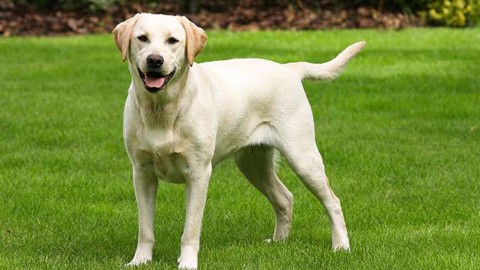 Cani Labrador: 4 motivi per innamorarvi di loro – Velvet Pets Italia
