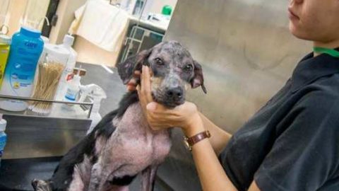 Thailandia, l'ospedale che salva i cani da torture e macelli asiatici – Corriere della Sera