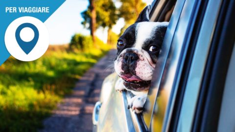 In auto con il cane, come non prendere multe – OmniAuto.it