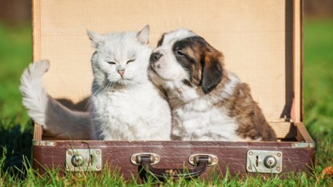 Cane, gatto e passaporto: come fare il documento indispensabile … – Velvet Pets
