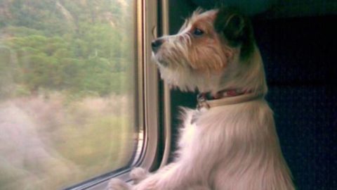 “Vergognoso che i cani paghino il biglietto del treno ei bambini no” – BergamoNews.it