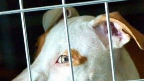 Cani e gatti abbandonati: cosa fare per aiutarli – BolognaToday