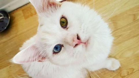 Tihon: il gatto Maine Coon star del web – DeAbyDay.it (Blog)