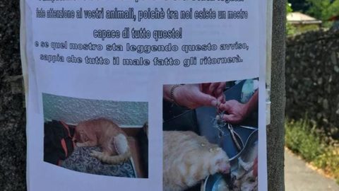 Gatto torturato col fil di ferro, caccia al mostro a San Desiderio – GenovaToday