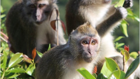 Air France complice del commercio di scimmie per la vivisezione. Scrivi!