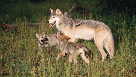 5 cuccioli di lupo morti nel Parco Nazionale. Indagine rapide ed efficaci!