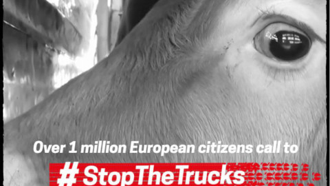 #STOPTHETRUCKS: oltre 1 milione di firme per chiedere la fine di trasporto di animali vivi