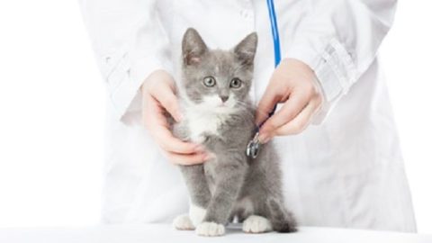 Castrazione e sterilizzazione gatto, pro e contro – Mondo Gatti, il … – Mondo Gatti