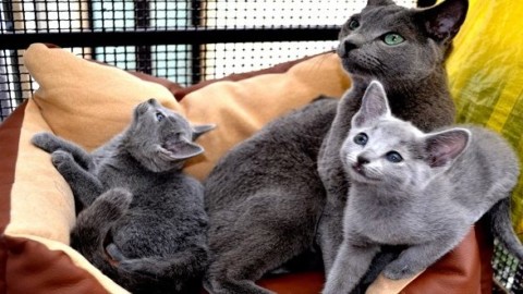 Gatto Blu di Russia: origini, aspetto, prezzo e carattere – Mondo Gatti