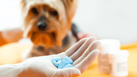 Animali domestici: posso curarli con i miei farmaci? – Ok Salute e Benessere