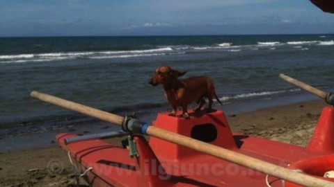 Niente cani in spiaggia: ma il Comune istituisce le due prime dog … – Il Giunco.net
