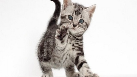 Gatto American Shorthair: caratteristiche e prezzo – Mondo Gatti