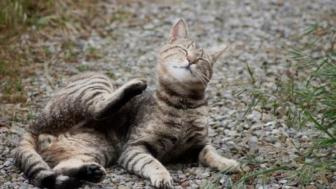 Antiparassitari gatti e gattini, tutti i rimedi contro pulci e zecche – Mondo Gatti