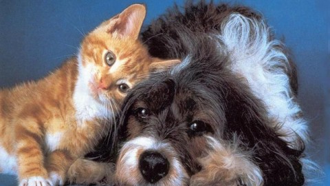 Cani e gatti come membri effettivi della famiglia: gli italiani li … – Palermomania.it