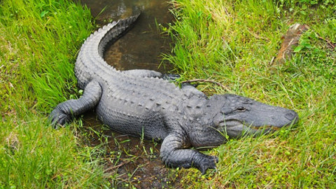 Rettili d'Oltreoceano: l'alligatore americano – focusjunior.it