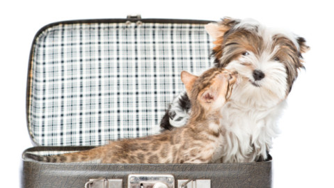 Assicurazioni per cani in vacanza – Petpassion.tv