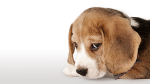 Il mio cane si sente in colpa quando lo sgrido? – Petpassion.tv