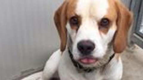 Ricordate il beagle rubato e ritrovato? Leo sta ancora cercando un … – L'Eco di Bergamo (Registrazione)