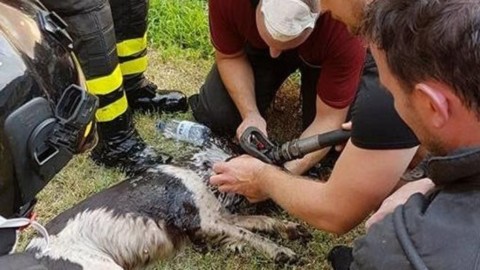 Morto il cane estratto dalle fiamme Era stato salvato dai vigili del fuoco – L'Eco di Bergamo (Registrazione)