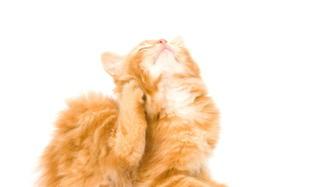 “L'esperto risponde”: l'acariasi del gatto – Velvet Pets