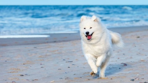 Cani in spiaggia: doveri, diritti e trucchi per non farsi cacciare – Velvet Pets