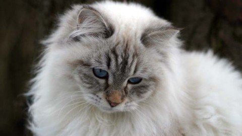 Gatto siberiano: scheda del felino – Velvet Pets