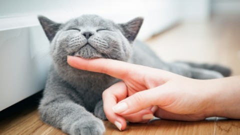 I gatti fanno le fusa anche quando non li vediamo? – Focus