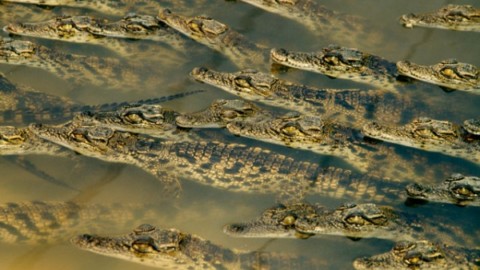 Il terrore del fiume: ecco il coccodrillo del Nilo! – focusjunior.it