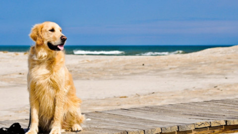 Spiagge per cani in Italia: dove sono quelle dog-friendly e regole – Investire Oggi