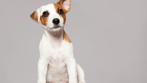 Cos'è l'otoematoma, come affrontarlo nei cani con un metodo non … – LifeGate