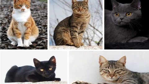 Adottare o comprare un gatto? Astenersi se… – Mondo Gatti, il blog a … – Mondo Gatti