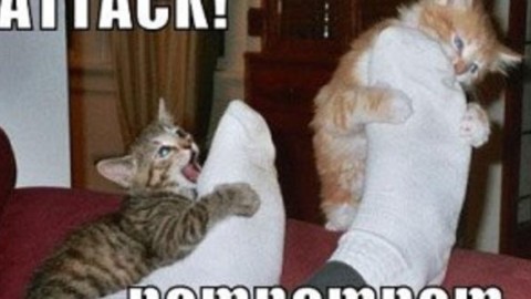 Gatto che attacca le caviglie, cosa fare – Mondo Gatti, il blog a … – Mondo Gatti