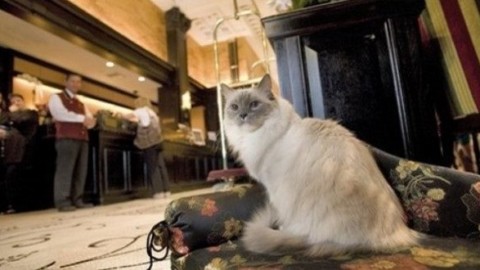 Fotografare un gatto: segreti per scattare foto perfette – Mondo Gatti