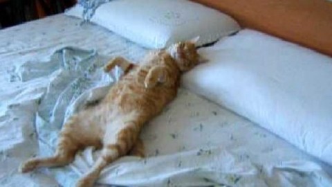Perché il gatto ama dormire sul letto – Mondo Gatti