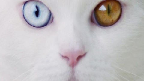 Tihon, il gatto gigante dagli occhi diversi – Mondo Gatti
