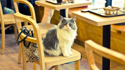 Amanti dei gatti? Non perdetevi i Cat Cafè articolo di Palermomania.it – Palermomania.it