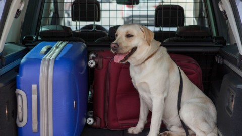 Cani in auto, come trasportarli? 8 consigli utili – Panorama Auto