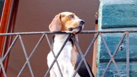 Anche nella nostra provincia con Aidaa il nuovo servizio 'SOS cane … – SanremoNews.it