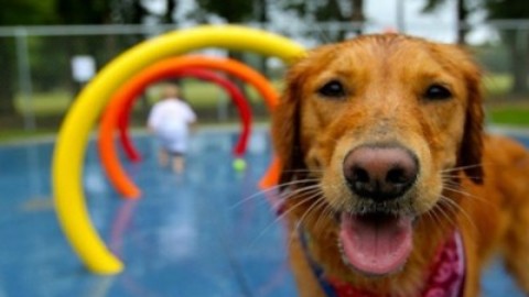 Parco giochi per cani: dove in Italia – TuttoGreen