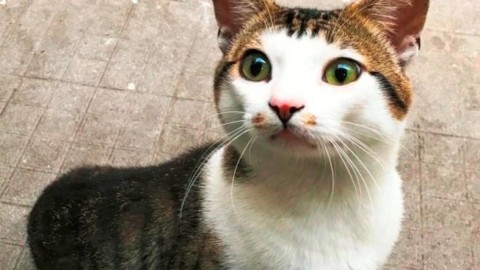 Savona, il gatto Felice cerca una casa foto – Il Vostro Giornale